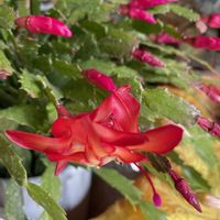 玄関アプローチの画像