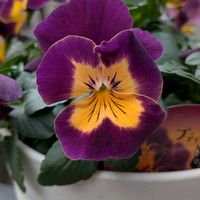 パンジー プティシャトン,我が家の花達,ベランダの画像