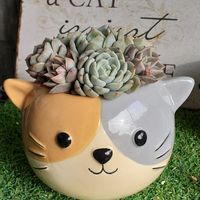 寄せ植え,多肉植物,多肉寄せ植え,植木鉢,多肉好きの画像