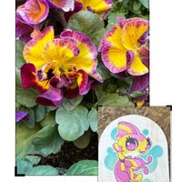 オーニソガラム,ビオラ,プリムラ　ジュリアン,シロスジアマリリス,神戸ビオラの画像