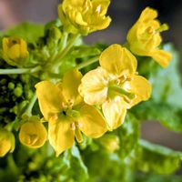 菜の花,今日のお花,キッチンの画像