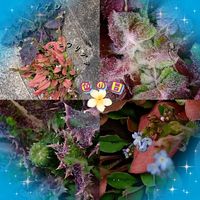 キュウリグサ,ノゲシ,ノゲシ とキュウリグサ,ロゼット,道端の画像