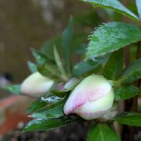 クリスマスローズ,玄関アプローチの画像