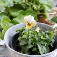 ビオラ,ビオラ すみれ図鑑,すみれ図鑑,ビオラ・パンジー,バルコニー/ベランダの画像