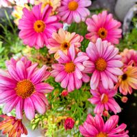 マーガレット,綺麗〜❤️,玄関前,可愛い❤,ピンク大好きの画像