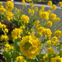 菜の花,ミニスイセン テータテート,空を見上げて,GSのみなさんに感謝❤,#サンフラマニアの画像