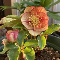 若泉ファーム,花のある暮らし, クリスマスローズ,クリスマスローズ・シングル,ベインの画像