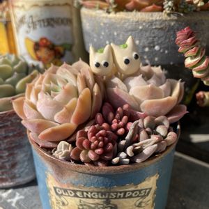 オウンスロー,多肉植物,リメ缶,ダイソー産,バラと夢CLUBの画像