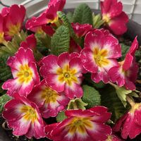 プリムラ　ジュリアン,プリムラジュリアン,ベランダの画像