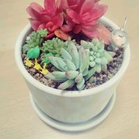 多肉植物,リビング,花,キッチン,テラスの画像