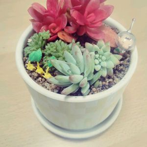 多肉植物,リビング,花,キッチン,テラスの画像