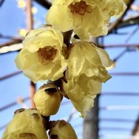 ロウバイ,ビオラ,蝋梅,サニーレタス,ろうばいの画像