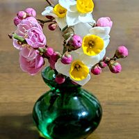 枝垂れ梅,すいせん,花壇,ガーデニング,庭作りの画像