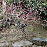 枝垂れ梅,花壇,ガーデニング,庭作り,小さな庭の画像