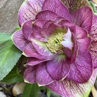 クリスマスロ－ズ,クリスマスローズ ダブル,クリスマスローズ ダブル,花のある暮らし,お楽しみ❀.(*´▽`*)❀.の画像