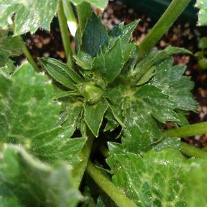 オオキバナ カタバミ,ラナンキュラス ランドセル,花芽,職場,職場にての画像