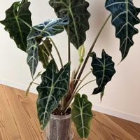 アロカシア・アマゾニカ,アロカシア・アマゾニカ,アロカシア,アロカシア属の画像