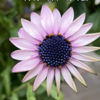 オステオスペルマムの画像