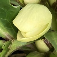 クリスマスローズ,テントウムシ,ベランダガーデン,花びら,玄関アプローチの画像