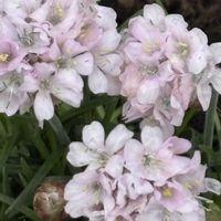 アルメリア,可愛い,今日も笑顔で♡,小さな庭の画像