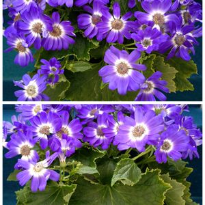 サイネリア,ヒヤシンス,ヒヤシンス,ヒヤシンス,ヒヤシンスの画像