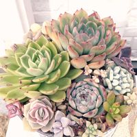 エケベリアいろいろ,多肉植物,多肉植物寄せ植え,多肉寄せ植え,エケベリア属の画像