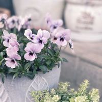 ビオラ,ガーデニング,花のある暮らし,花とみどり,玄関アプローチの画像