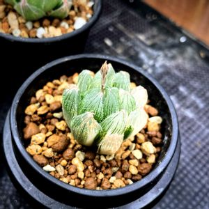 ハオルチア,ハオルチア　ベヌスタ,ハオルチア ブラックオブツーサ,花芽の画像