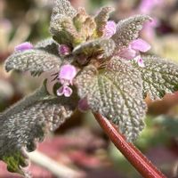 オオイヌノフグリ,タネツケバナ,タネツケバナ,タネツケバナ,ヒメオドリコソウの画像