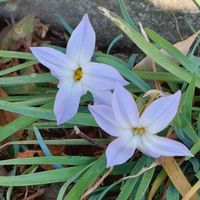 ハナニラ,ニゲラ,ラナンキュラスラックス,可愛い〜♡,キュンキュン乙女倶楽部の画像