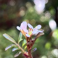 タネツケバナ,iPhone撮影,畑　畑道の画像