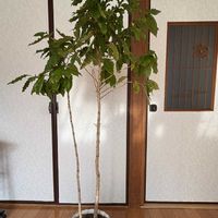 コーヒーの木,埼玉ンズ倶楽部,おうち園芸,われら17年組,自然は面白いの画像