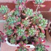 オーロラ,乙女心,セダム・乙女心,セダム・オーロラ,シクラメン ジックスの画像