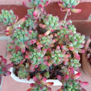 オーロラ,乙女心,セダム・乙女心,セダム・オーロラ,シクラメン ジックスの画像