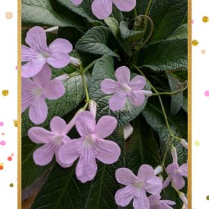 セントポーリア トレイル,セントポーリア トレイル,ストレプト カーパス,ストレプトカーパス マデレイン,ストレプトカーパス マデレインの画像