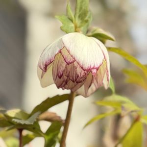 クリスマスローズ,かわいいな♡,花のある暮らし,お花が好き♡,キュンキュン乙女倶楽部の画像