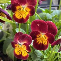 オモト,コプロスマの画像