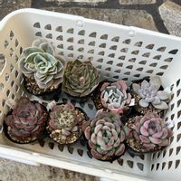 多肉福箱,多肉植物,多肉大好き,多肉中毒,多肉多肉多肉の画像