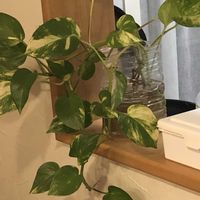 ポトスの画像
