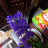 スターチスの画像