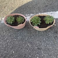 ペチュニアの画像