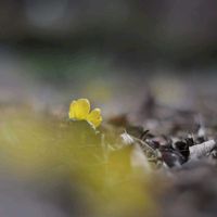 セツブンソウ,キバナセツブンソウ,公園,山野草,黄色い花の画像