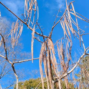 キササゲ,木大角豆,雑草,山野草,野草の画像