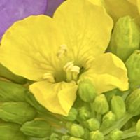 アイスプラント,菜の花,ナノハナ,菜花,加賀野菜『金時草』きんじそうの画像