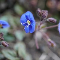 ベロニカ,ベロニカ,ベロニカ・オックスフォードブルー,ベロニカ・オックスフォードブルー,グランドカバーの画像