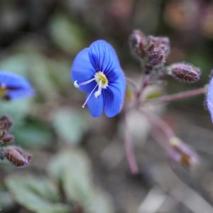 ベロニカ,ベロニカ,ベロニカ・オックスフォードブルー,ベロニカ・オックスフォードブルー,グランドカバーの画像