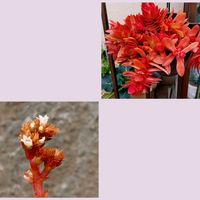 火祭り　(クラッスラ属)の画像