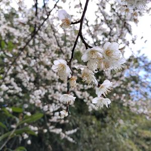 ウメ,梅,無農薬,畑の画像