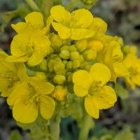 シバザクラ,ナノハナ,カワヅザクラ(河津桜),今日のお花,GSの繋がりに感謝の画像