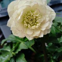 クリスマスローズ,クリスマスローズ,クリスマスローズ,クリスマスローズ,クリスマスローズの画像